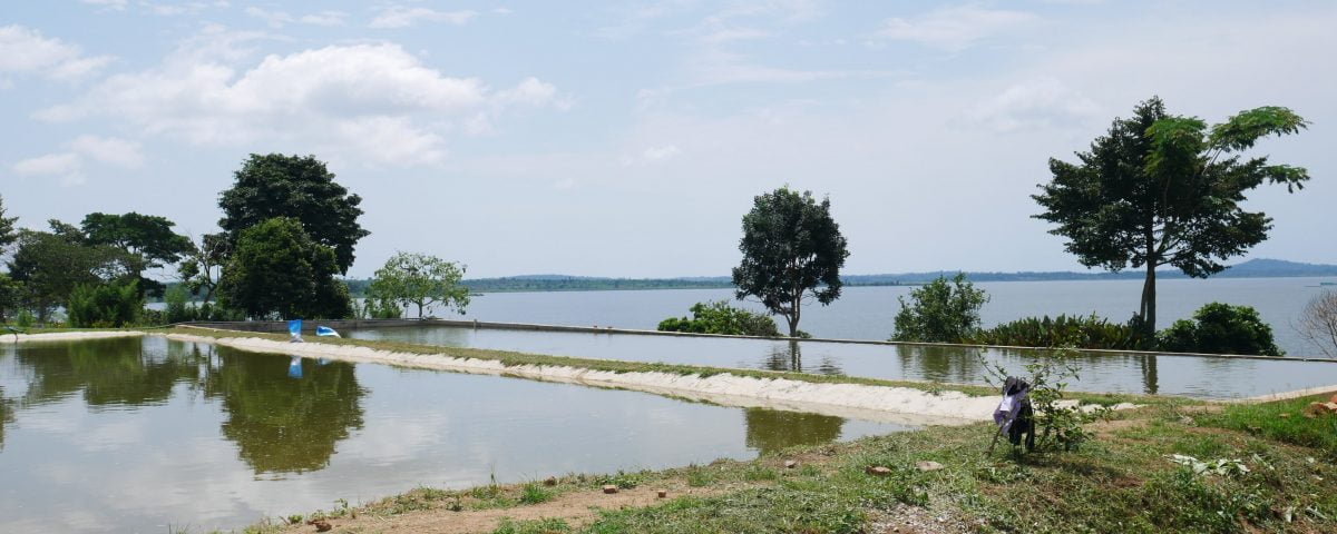 victoria precious fish