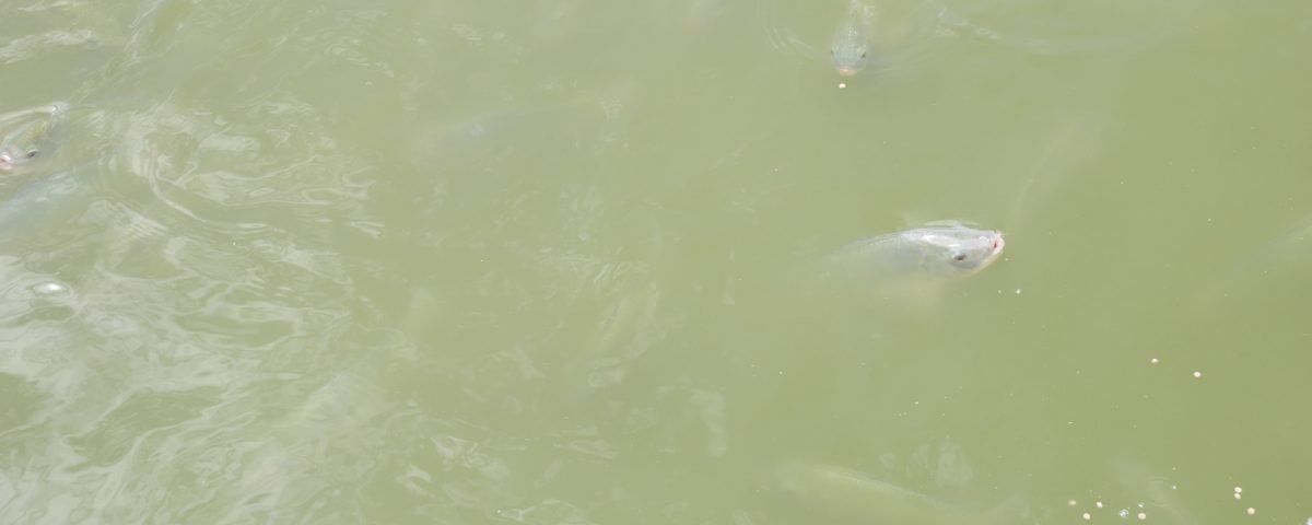 lake victoria fish